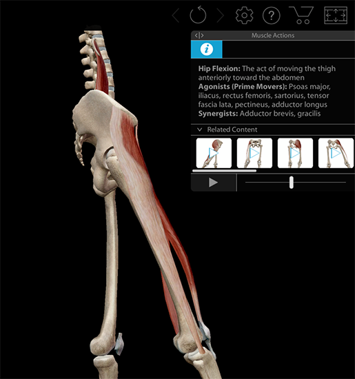 Meet the Muscles & Kinesiology App!